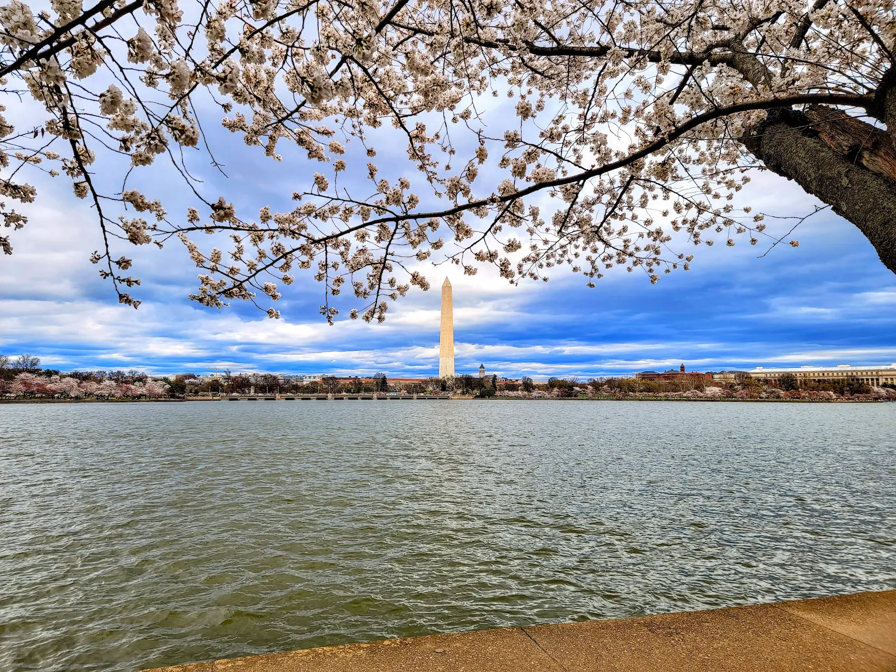 The Tidal Basin and the Washington Monument under cherry blossoms.